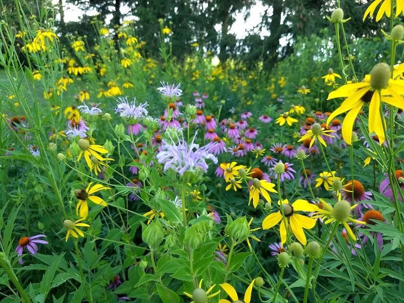 Native Plant Sale